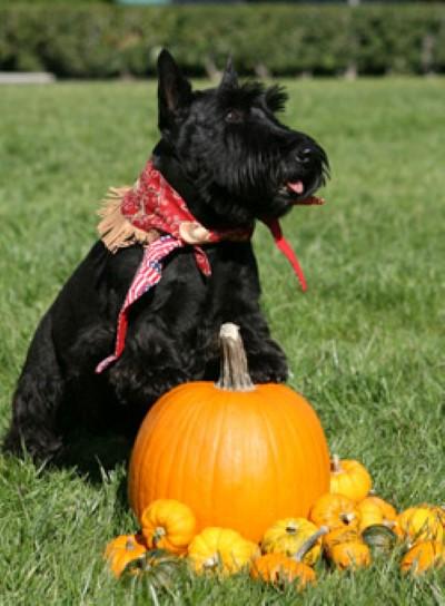 Barney is dressed as official first cowboy on the South Lawn of the White House on October 31, 2007, as he gets ready to celebrate Halloween.