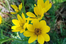 Englemann's Daisy in bloom