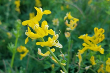 A yellow flower in bloom