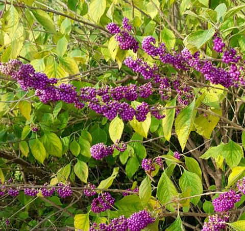 American Beautyberry