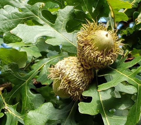 Bur Oak Acorns