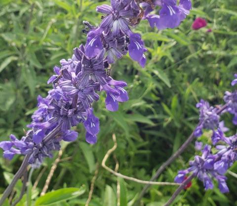 Mealy Blue Sage