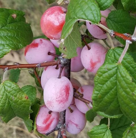 Mexican Plum