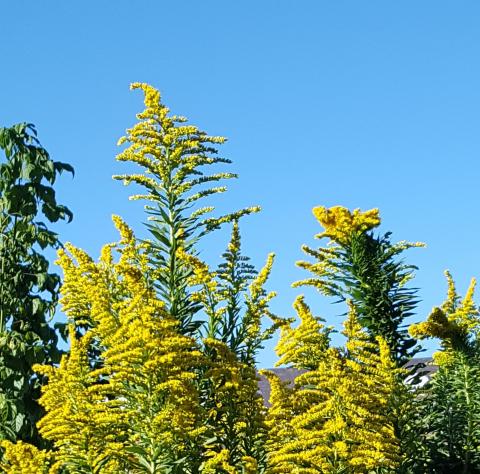 Goldenrod