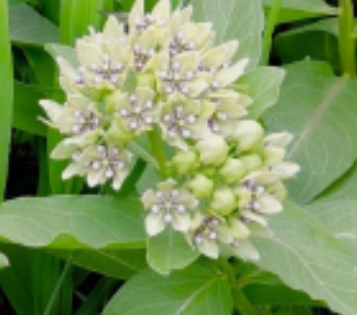 Milkweed