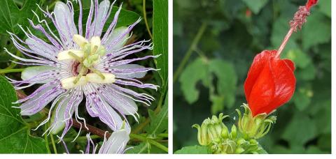 Purple Passion Flower and Turk's Cap