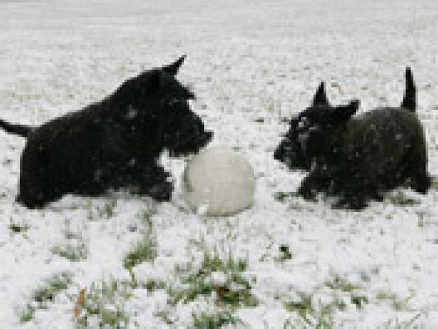 Barney and Miss Beazley play with their soccer ball in the snow, December 5, 2007, on the South Lawn of the White House. (P120507SC-0036)