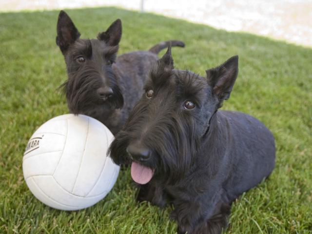 Barney and Miss Beazley take a break from playing with their volleyball, June 13, 2006, while playing on the South Lawn of the White House.