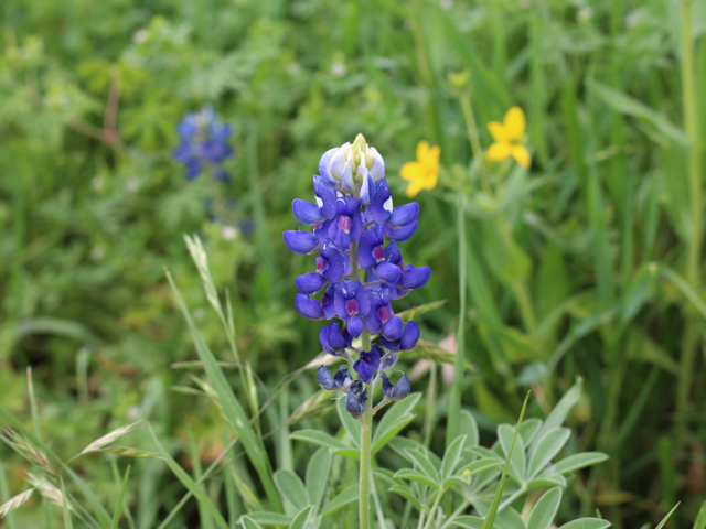 Bluebonnet SMALL