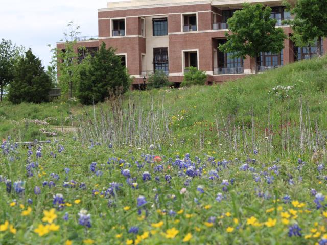 A picture of bluebonnets in front of the George W Bush Library and Museum