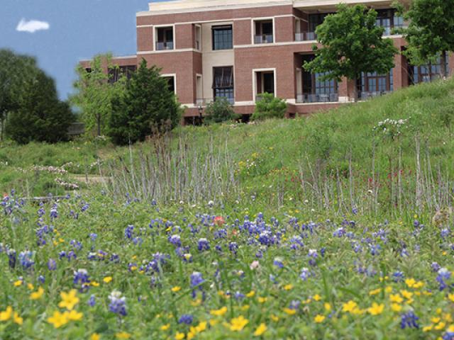 Bush Center with Bluebonnets small