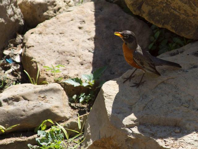 A close-up picture of a Robin living in the Native Texas Park on the grounds of the George W Bush Library and Museum
