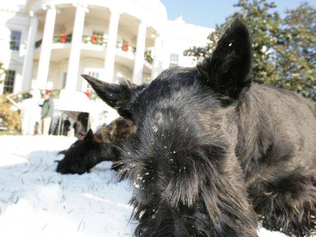 Barney and Miss Bealey, the Bush family dogs, sniffing in the snow on the White house lawn, photo courtesy of the Bush family.