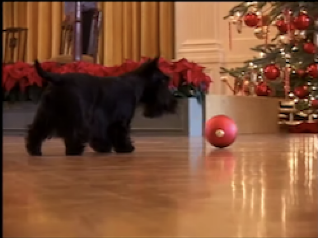 Picture of Barney, the Bush's family dog, enjoying the holidays by playing with an oversized ornament near the Christmas tree