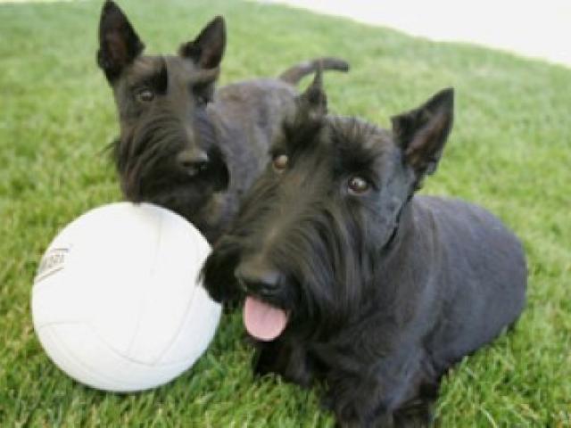 Barney and Miss Beazley, left, take a break from playing with their volleyball on June 13, 2006, while playing out on the South Lawn of the White House.
