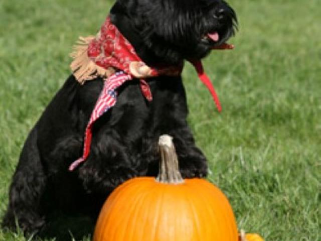 Barney is dressed as official first cowboy on the South Lawn of the White House on October 31, 2007, as he gets ready to celebrate Halloween.