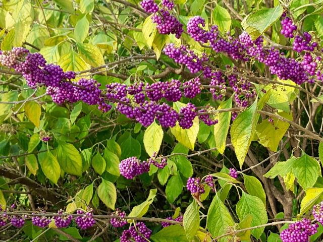 American Beautyberry