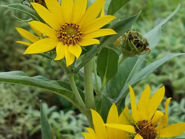 Maximilian Sunflower