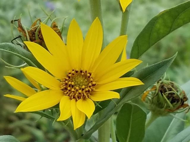 Maximilian Sunflower