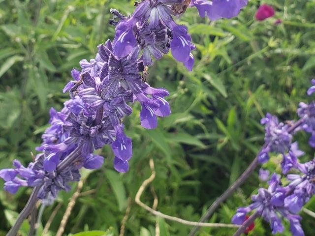 Mealy Blue Sage