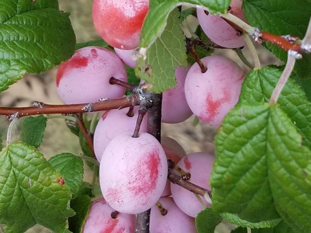 Mexican Plum