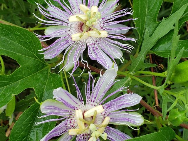 Purple Passion Flower