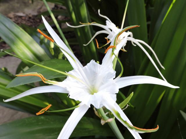 Spider Lily