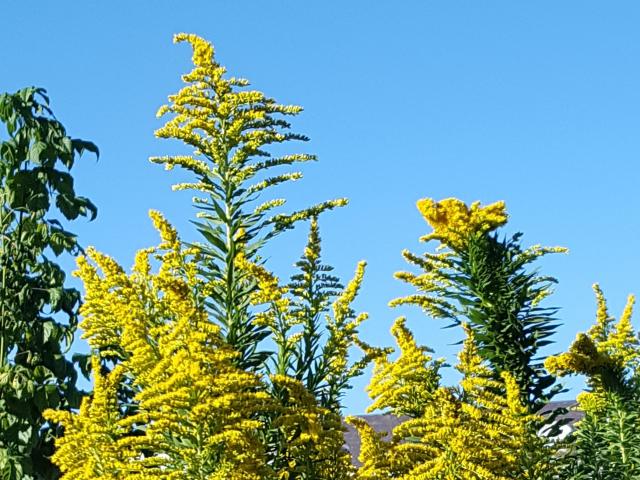 Goldenrod