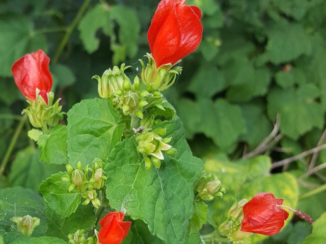 Turk's Cap