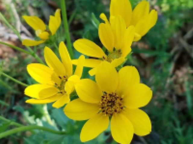 Englemann's Daisy in bloom