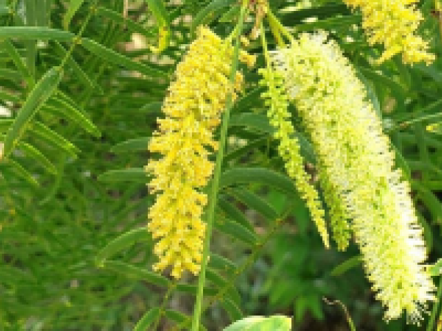 Honey mesquite in bloom