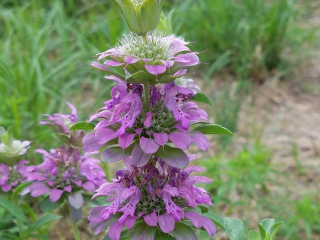 Horsemint