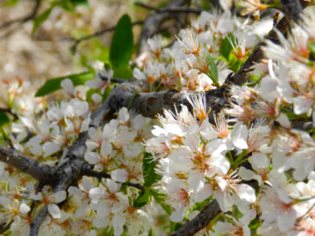 Mexican Plum blossoms