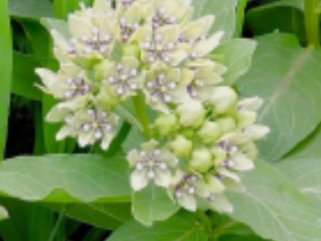 Milkweed