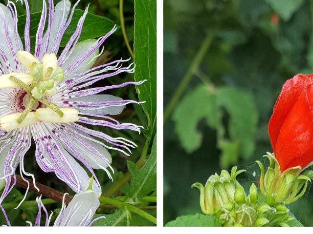 Purple Passion Flower and Turk's Cap