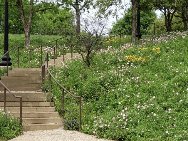Native Texas Park Staircase and Wildflowers
