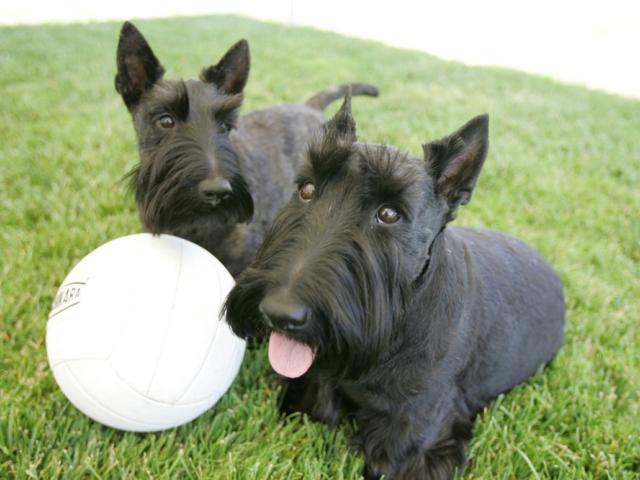 Barney and Miss Beazley Play Ball on the South Lawn