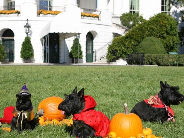 The White House Pets, India, Miss Beazley and Barney, Get Ready for a Boo-tiful Halloween, 2007.